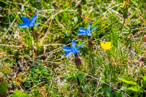 Gentian in bloom three Stock Photos