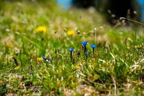 Gentian in bloom two Stock Photos