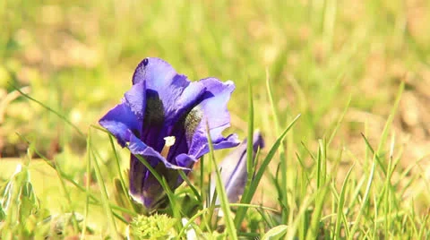 Gentian flower, close up Vidéo 24814646