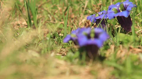 Gentian flowers Video stock 24814690