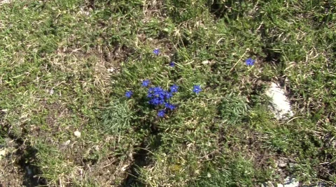 Gentian zoom in 스톡 동영상 532628