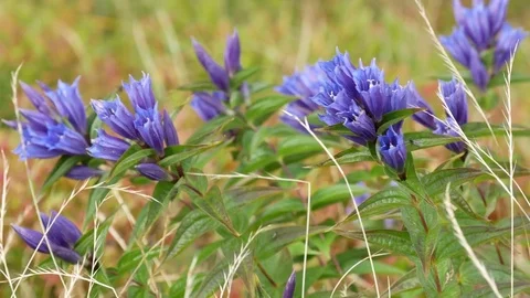 Gentiana asclepiadea. Stock Footage 82110322