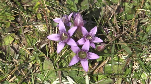 Gentianella campestris Stock Footage 255166512