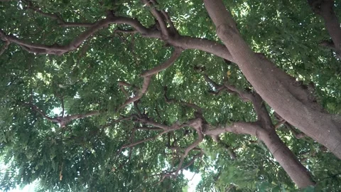 A gentile Breeze. Vídeos de archivo 162928010