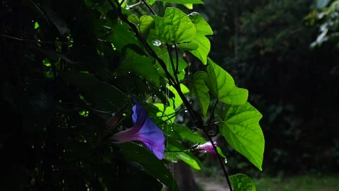 A gentile rian. Vídeos de archivo 301365765