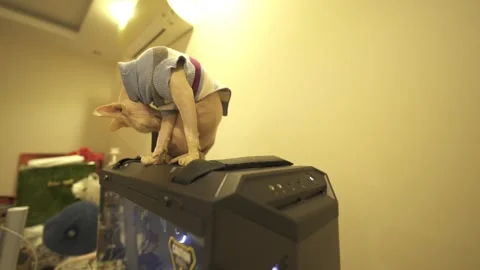 Gentle Affectionate Sphynx Cat in  video Stock Footage 302757347