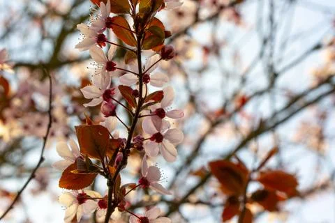 Gentle and bright apple tree in blossom Stock Photos