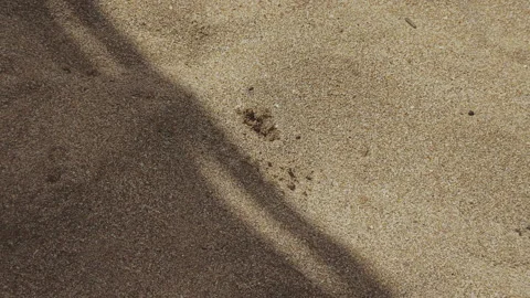 Gentle and relaxing shadow from a palm leaf moving across the warm yellow sand Stock Footage 345875034