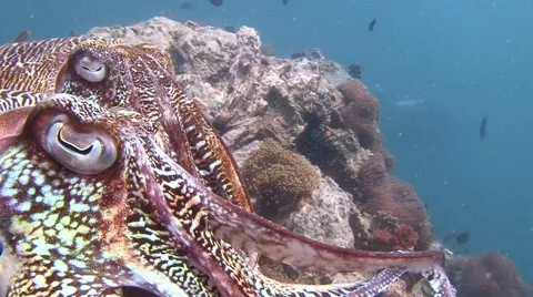 Gentle and temperamental mating dance of Pharaoh cuttlefish. Stock Footage 62448813