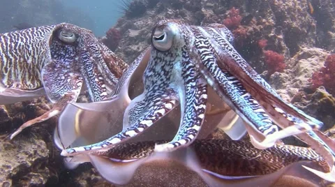 Gentle and temperamental mating dance of Pharaoh cuttlefish. Video stock 62451910