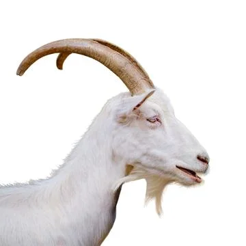 The gentle animal goat with horns is a beloved pet for many families in rur.. Stock Photos