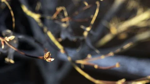 A Gentle Awakening: Tiny Red Buds Swell on the Branches Stock Photos