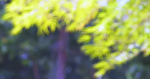 Gentle background bokeh effect with softly blurred green leaves in serene Stock Footage 345925939