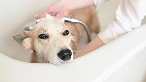 Gentle bath process for corgi in a salon, with water carefully rinsing the coat Stock Footage 305544925