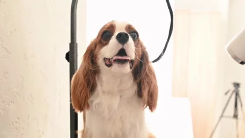 Gentle blow-drying brushing transform a wet spaniel into a fluffy beauty. Every Stock Footage 306669727