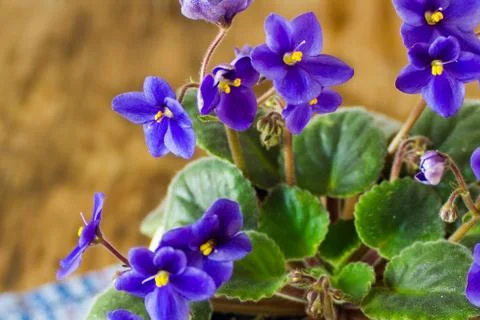Gentle blue violets Stock Photos