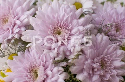 A gentle bouquet with flowers. Stock Photos