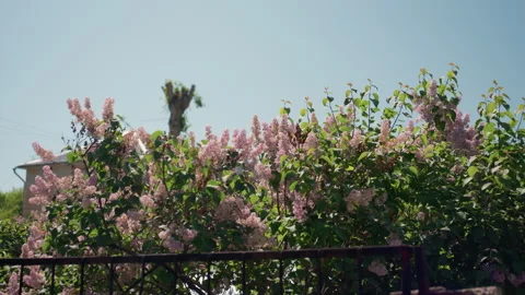 Gentle breeze affects soft petals in peaceful garden setting, sundrenched pink Stock Footage 323320527