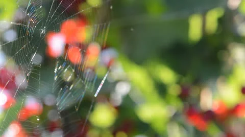 The gentle breeze blowing to spiderweb Stock Footage 25693187