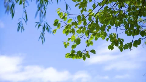 Gentle breeze blowing through green tree leaves against a clear blue summer sky Stock Footage 342331010