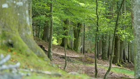 Gentle breeze blowing through a lush green forest Stock Footage 343865945