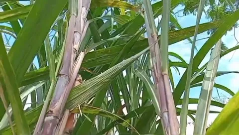 The gentle breeze blowing through the thick sugar cane leaves. Vidéo 333946657