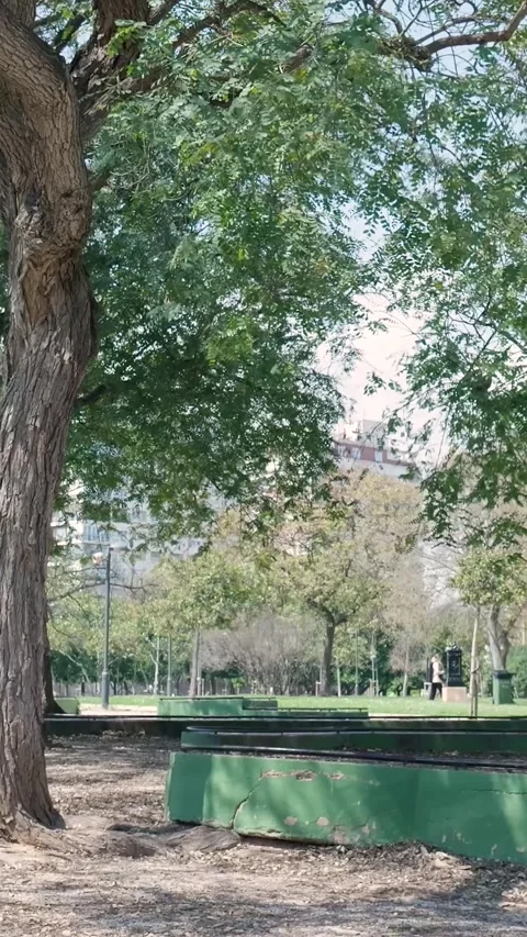 Gentle breeze blowing through tree leaves in a city park Stock Footage 327115250