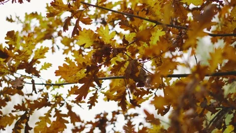 A gentle breeze blows on the beautiful orange maple leaves in autumn days Stock Footage 143242541
