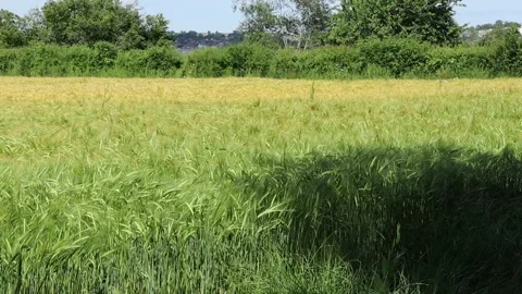 A gentle breeze blows over a corn field Stock Footage 204924442
