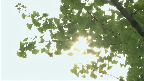 The gentle breeze brushing through the branches of the trees Stock Footage 276451123
