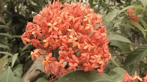 Gentle Breeze Caressing Blooming Red Flowers in a Serene Dance Stock Footage 245959166
