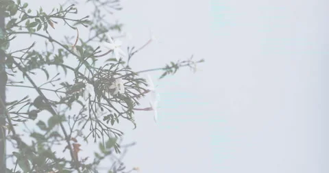Gentle breeze causing flowering vine swaying, sending white blooms fluttering to Stock Footage 316133526
