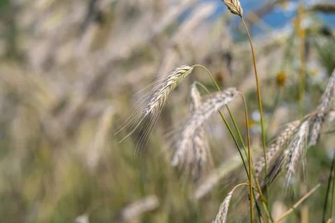 Gentle breeze dances through spikelets in a vast European field under a tra.. Stock Photos