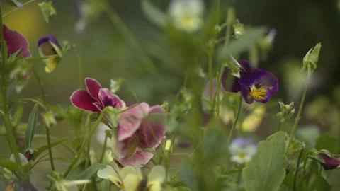 Gentle Breeze: Delicate Violets Dancing in the Wind Stock Footage 257768625