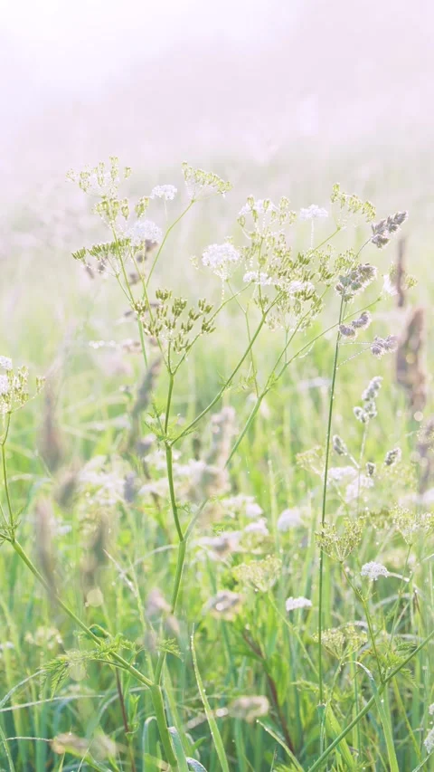 Gentle breeze moving dew-lit meadow wildflowers, swaying grass seedheads in soft Stock Footage 341882305