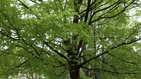 Gentle breeze passing through trees in Troy, Ohio USA Stock Footage 105691652