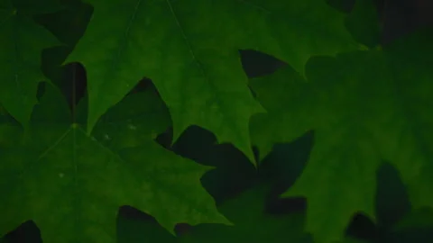 A gentle breeze plays with the green maple leaves, creating a beautiful clos Stock Footage 275092572