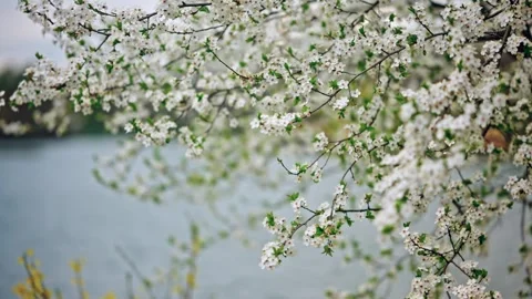 Gentle breeze rustles blooming cherry tree branches with white flowers over.. 스톡 동영상 339660074