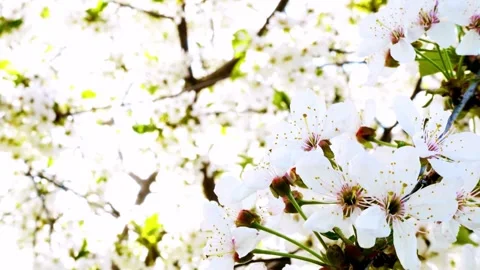 Gentle breeze rustles cherry blossoms in bright spring sunlight. Stock Footage 343671307