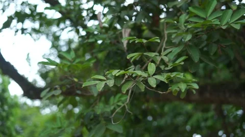 Gentle breeze rustling through the leaves of a majestic tree Stock Footage 288854858