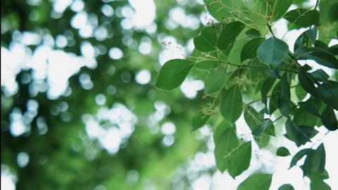 A gentle breeze rustling through the leaves Stock Footage 292367693