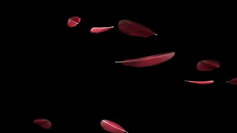 Gentle breeze sending red feathers drifting on transparent backdrop, rotating Vídeos de archivo 346156758