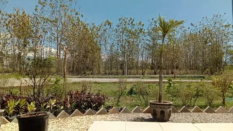 Gentle breezes moving Stock Footage 287094799