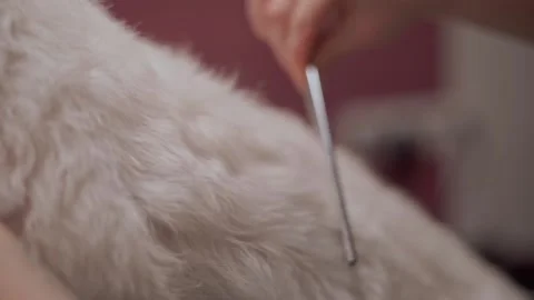 The gentle brushing motion highlights the soft texture of their hair dog Stock Footage 232054682
