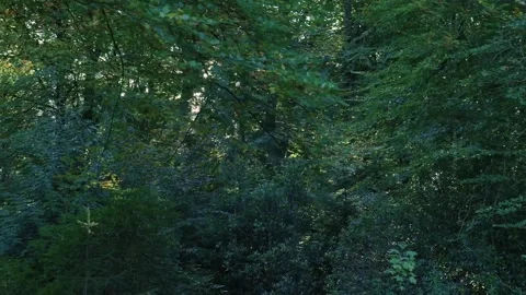 Gentle camera movement through a lush green forest at sunrise Stock Footage 320812655