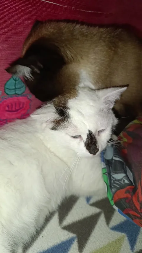 Gentle cats Stock Footage 335286531