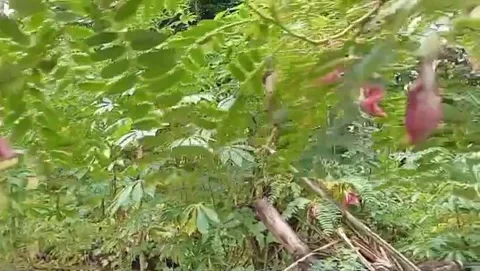 The gentle charm of turi flowers amidst the lush leaves. Vídeo Stock 333820053