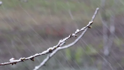 Gentle cherry tree with buds in fruit garden at snowfall Stock Footage 129295629