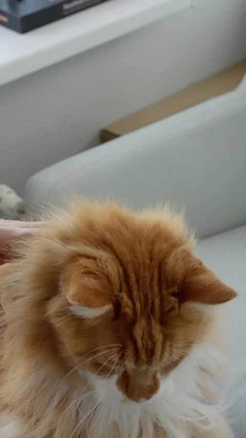 Gentle close-up of a fluffy ginger longhaired cat held beside a bright window Video stock 317159285