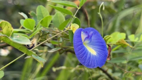 A gentle close up presents Clitoria ternatea in full bloom, butterfly pea flower Stock Footage 329561863